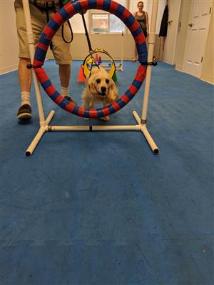Dog Classes & Training